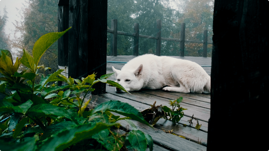 Фото ретриту 10